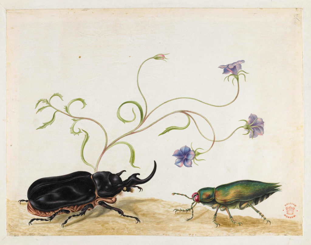 Maria Sibylla Merian, ca. 1701 -1705, aus dem Album Merian's "Drawings of Surinam Insects & c", © The Trustees of the British Museum