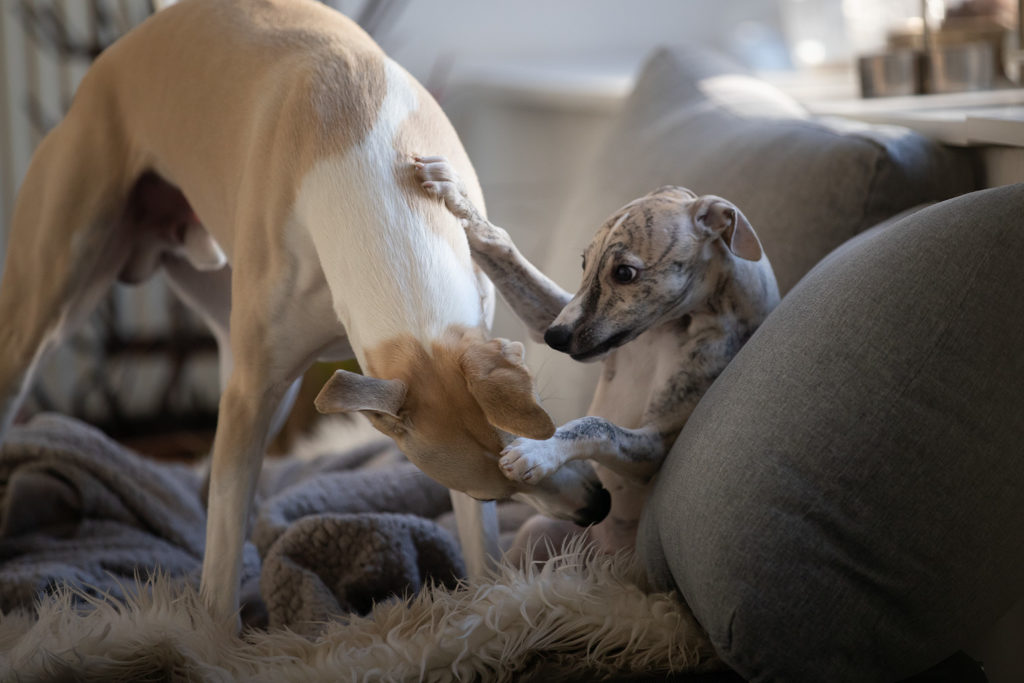 Alles auf Anfang! Hudson und Vito im Spiel.