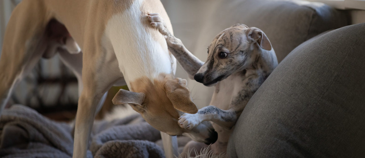 Alles auf Anfang! Hudson und Vito im Spiel.