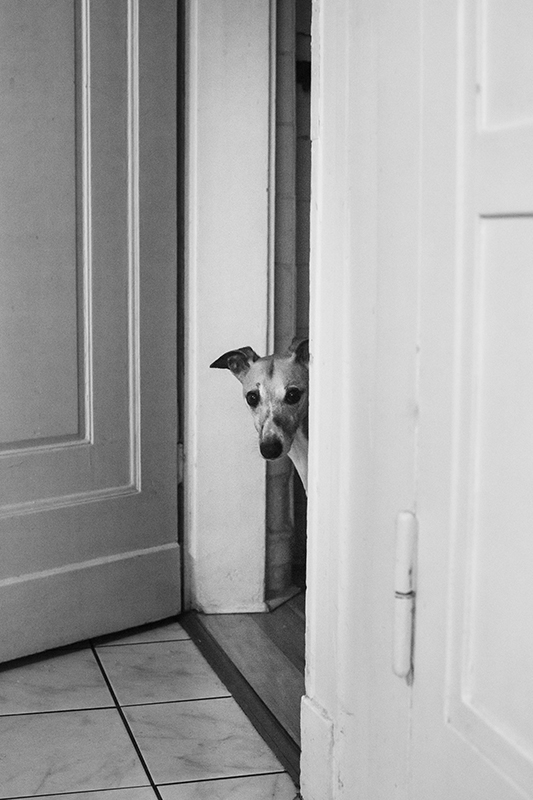 Mono möchte definitiv nicht vor die Tür zu gehen.