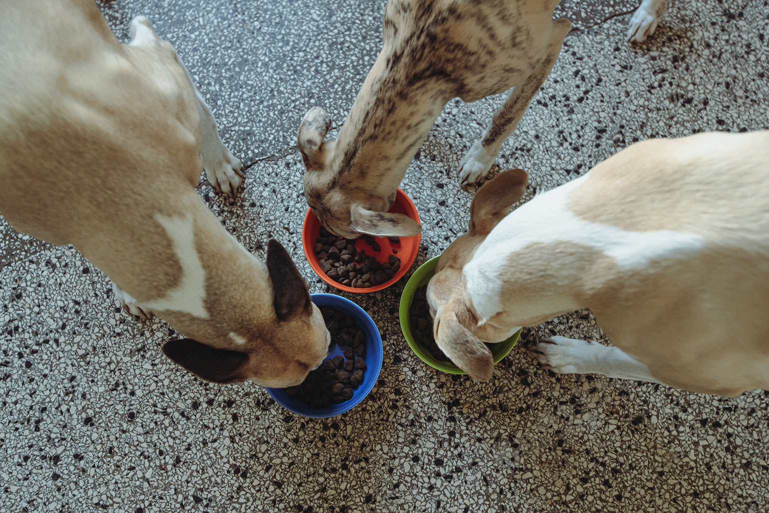 Mono, Hubi und Vito futtern einträchtig.