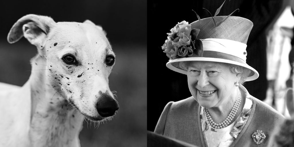 Queen Elizabeth II hat ein Parfum für Hunde auf den Markt gebracht.