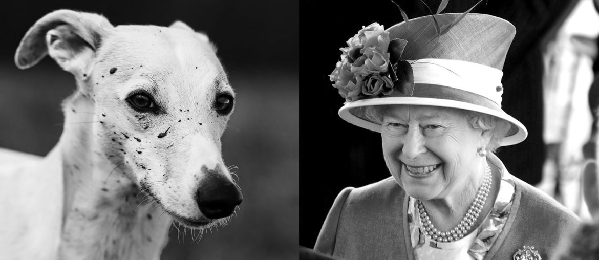 Queen Elizabeth II hat ein Parfum für Hunde auf den Markt gebracht.