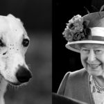 Queen Elizabeth II hat ein Parfum für Hunde auf den Markt gebracht.