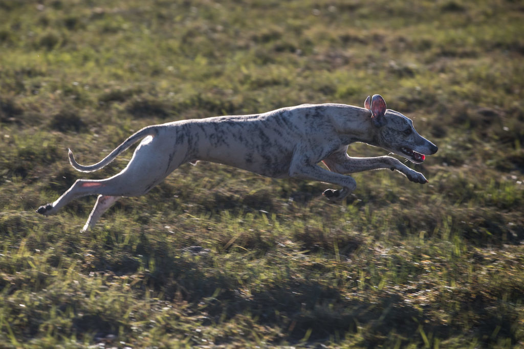 Tales & Tails - Fit in den Sommer