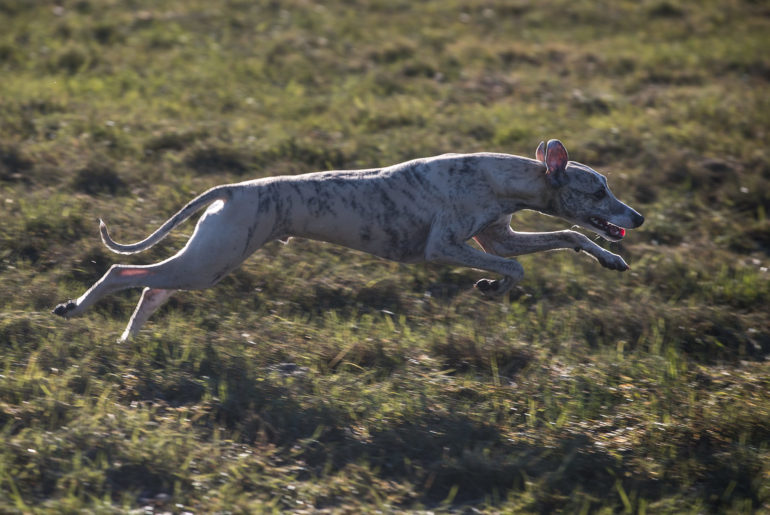 Tales & Tails - Fit in den Sommer