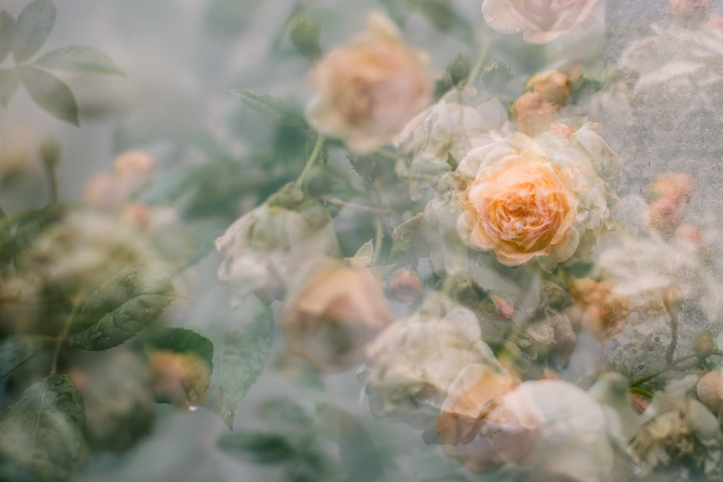 Ramblerrose Ghislaine de Féligonde